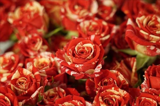 گلفروشی رزهای ایرانمنش