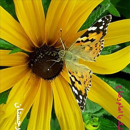 آتلیه دیجیتال مهر