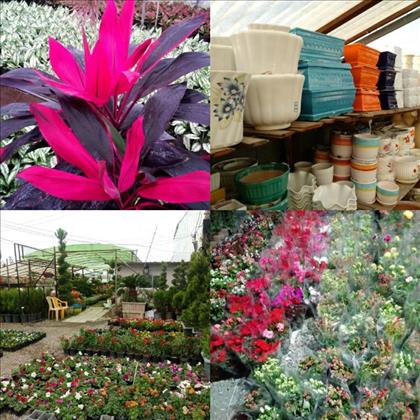 گل و گلدان همیشه بهار