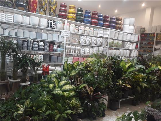  دنیای گل و گلدان  سورنا