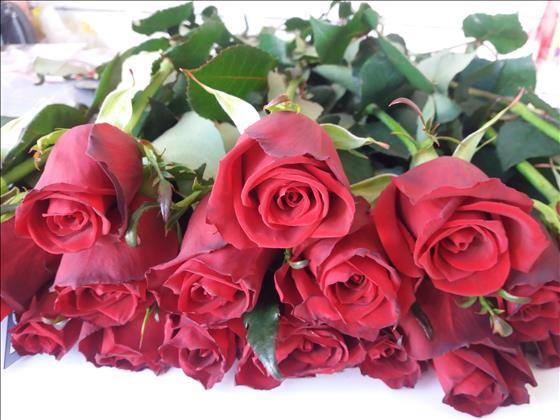 مجموعه گل و گیاه یاس 