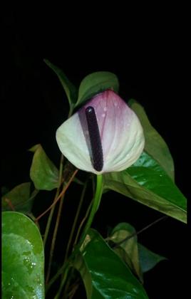 گلکده آفتابگردان
