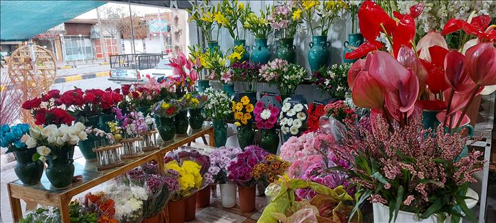 گلسرای نسترن 