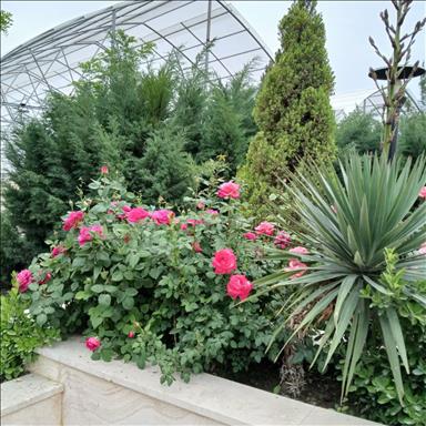 باغ عروسی