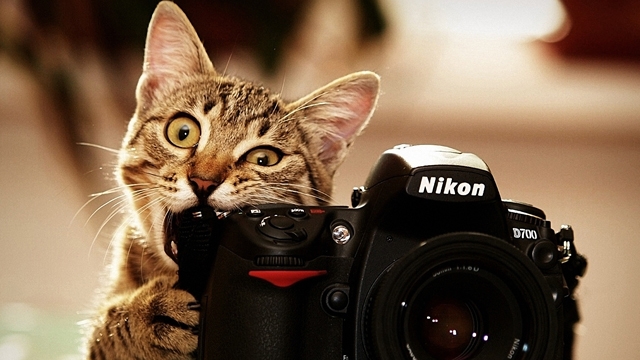 آتلیه پالادیوم