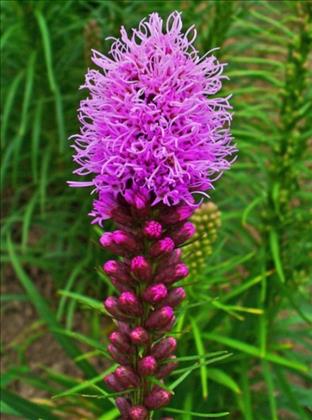 باغ شیشه ای لیاتریس