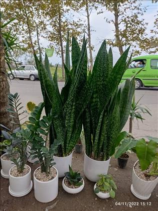 گل فروشی مادر