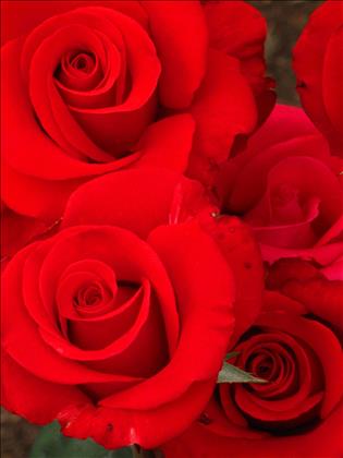 پخش گل رز هلندی معینی