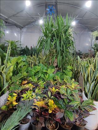 گل فروشی گلخانه من