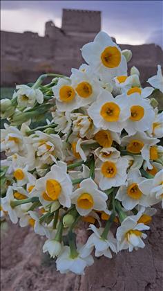 مزرعه گل نرگس