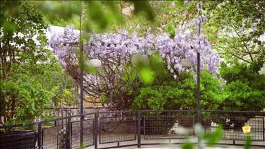 محضر باغ لادن 19
