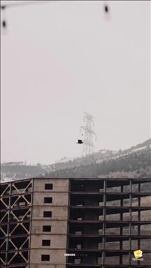مسعود دهقان